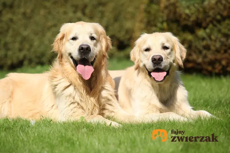 Dwa duże psy rasy golden retriever siedzące na trawniku, a także hodowla golden retrievera