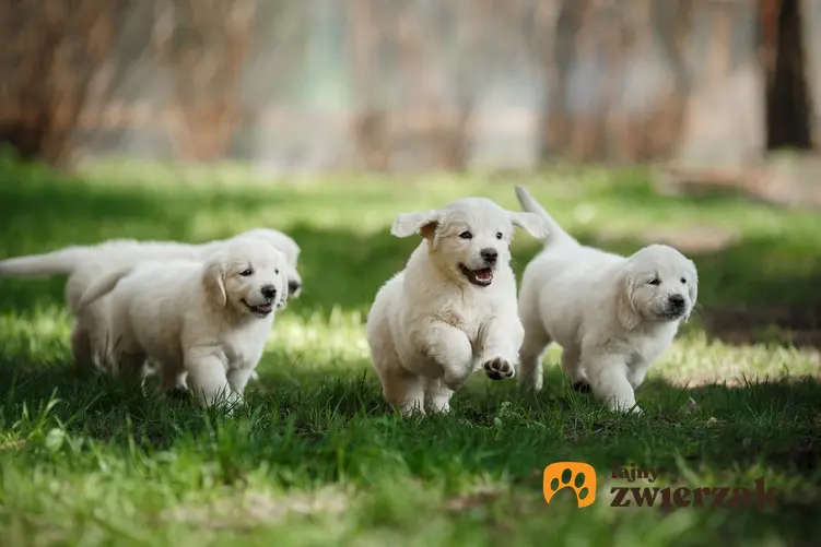 Małe psy rasy golden retriever biegające po trawie, a także hodowla golden retrievera