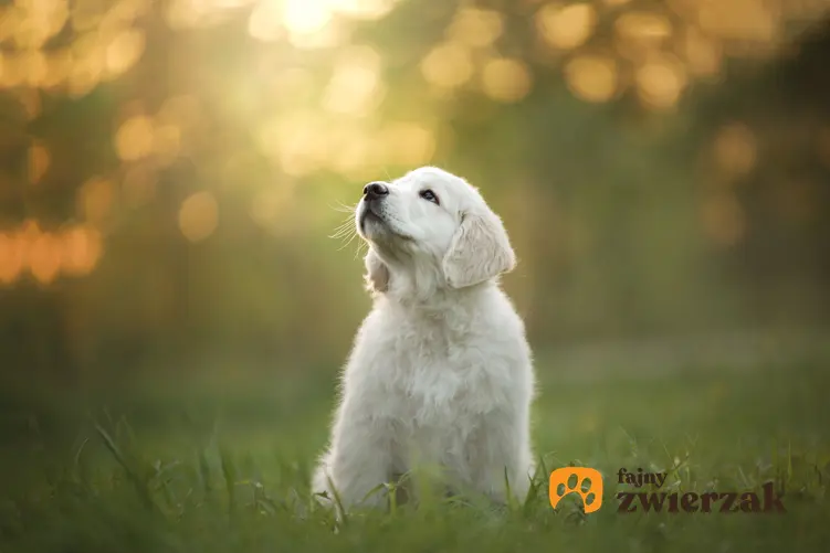 Pies rasy golden retriever siedzący na trawie, a także ceny za szczeniaki golden retrievera