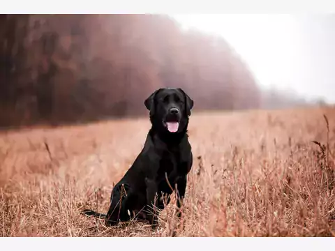 Czarny labrador - wyjątkowy pies