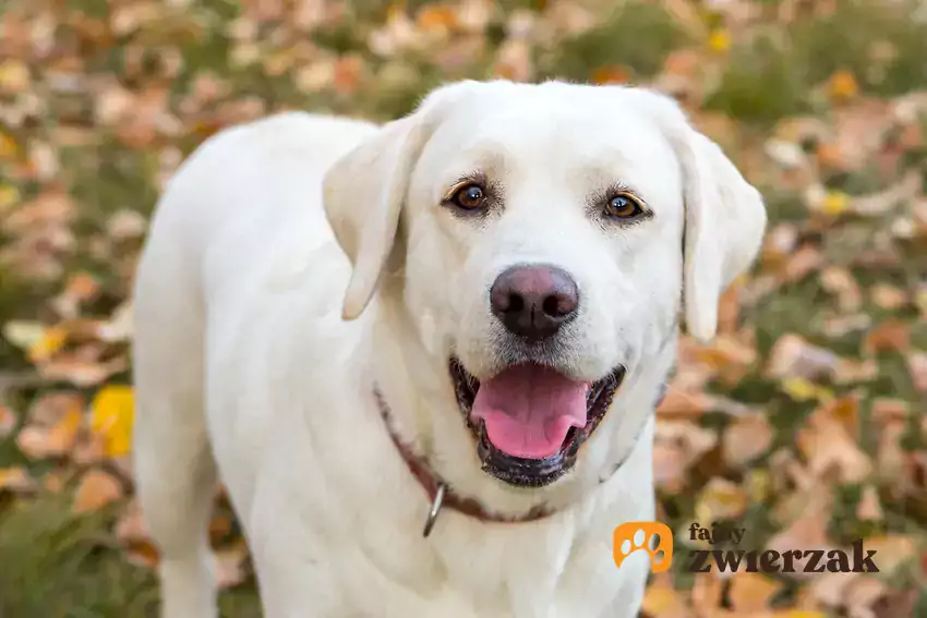 Labrador biszkoptowy w jesiennym parku