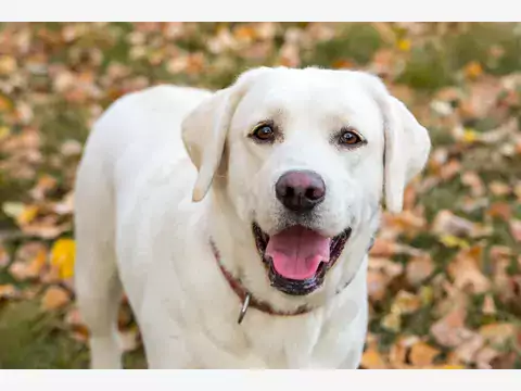 Labrador biszkoptowy: wymagania i tresura