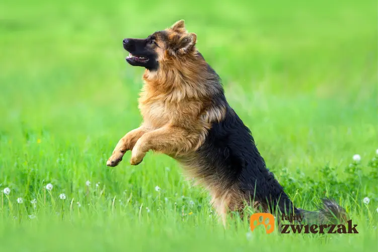 Owczarek niemiecki długowłosy podczas spaceru skaczący na trawniku, a także jego charakter