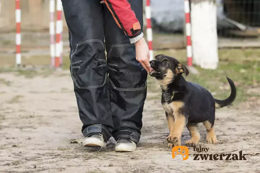 Szczeniak owczarka niemieckiego w tresurze