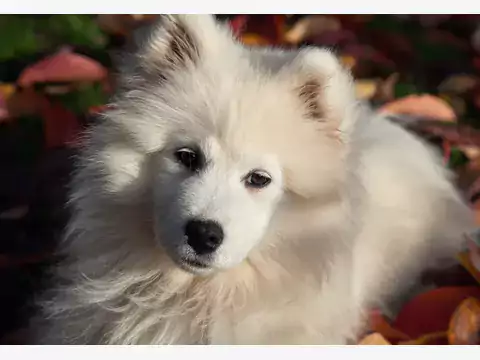 Miniaturowy Samoyed: Fakty i Mity