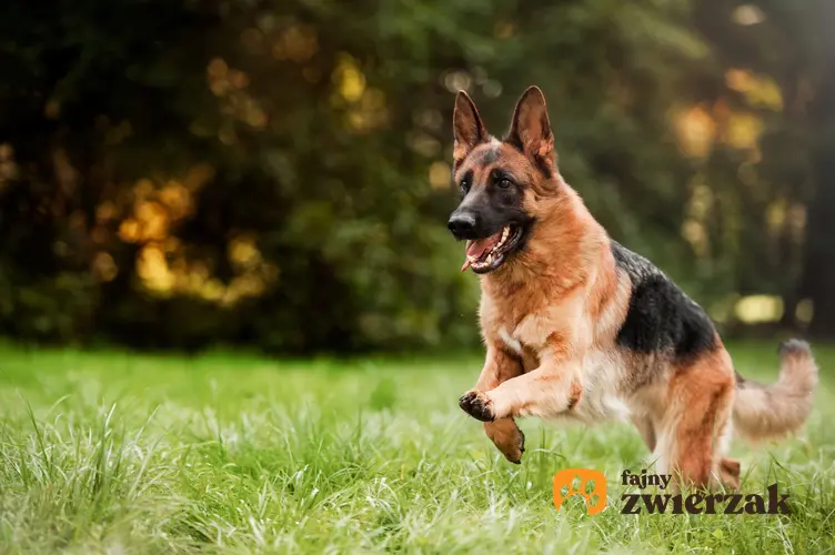 Owczarek niemiecki biegający po trawie podczas spaceru oraz polecane imię dla owczarka niemieckiego