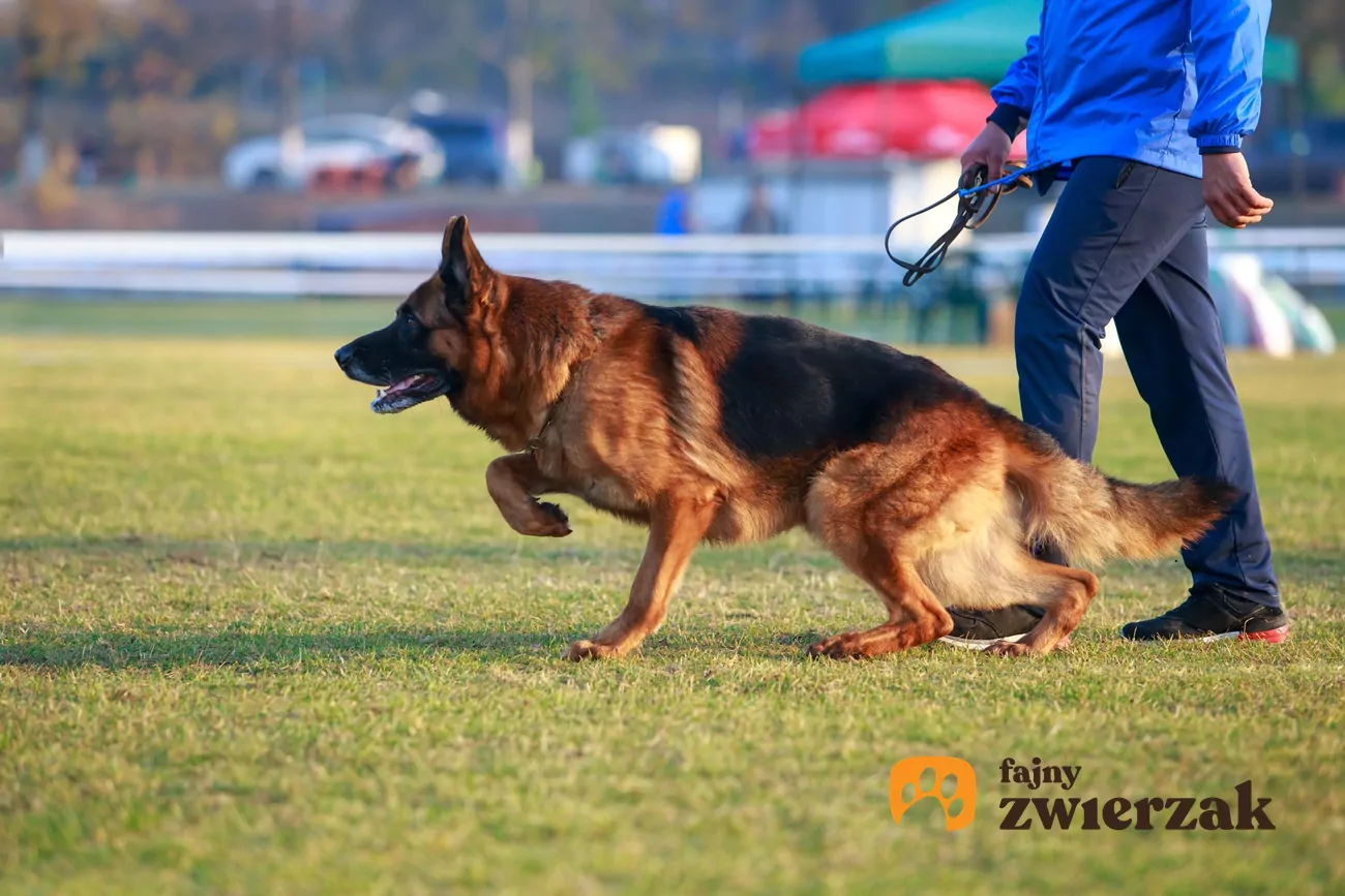 Tresura owczarka niemieckiego krok po kroku – poradnik praktyczny