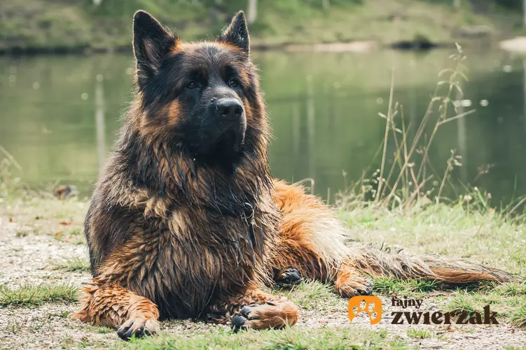 Duży owczarek niemiecki leżący na trawie na tle jeziora oraz waga owczarka niemieckiego