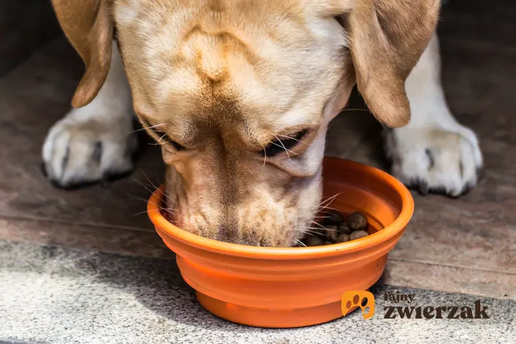 Labrador jedzący karmę z pomarańczowej miski, a także najlepsza karma dla labradora