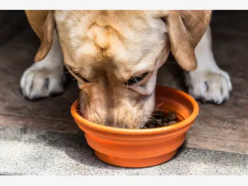 Ilustracja artykułu jaka karma dla labradora? oto najlepsze suche i mokre karmy