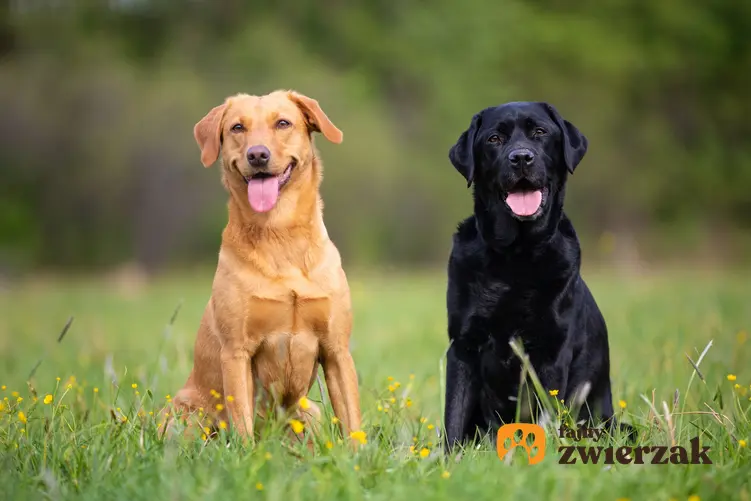 Brązowy i czarny pies rasy labrador z językami na wierzchu siedzące na trawie, a także opinie o labradorze