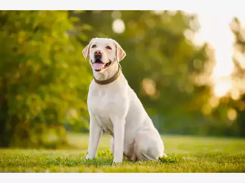 Prawidłowa waga labradora