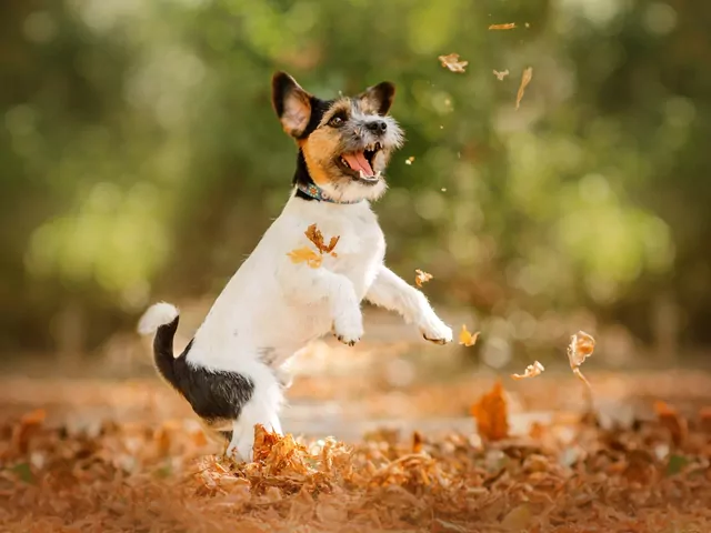 Opinie właścicieli o Jack Russell