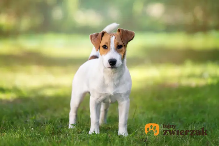 Pies rasy jack russell terrier gładkowłosy podczas spaceru na trawie oraz jego opis i usposobienie