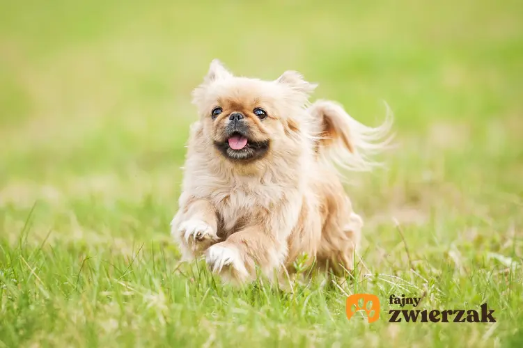 Pies rasy pekińczyk biegający po trawie, a także charakter, usposobienie, cena i hodowla