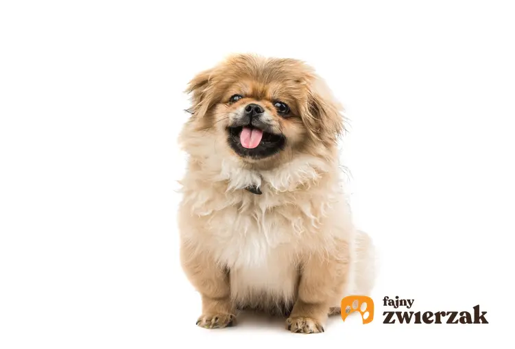Pies rasy pekińczyk na białym tle, a także informacje, charakter i opis rasy
