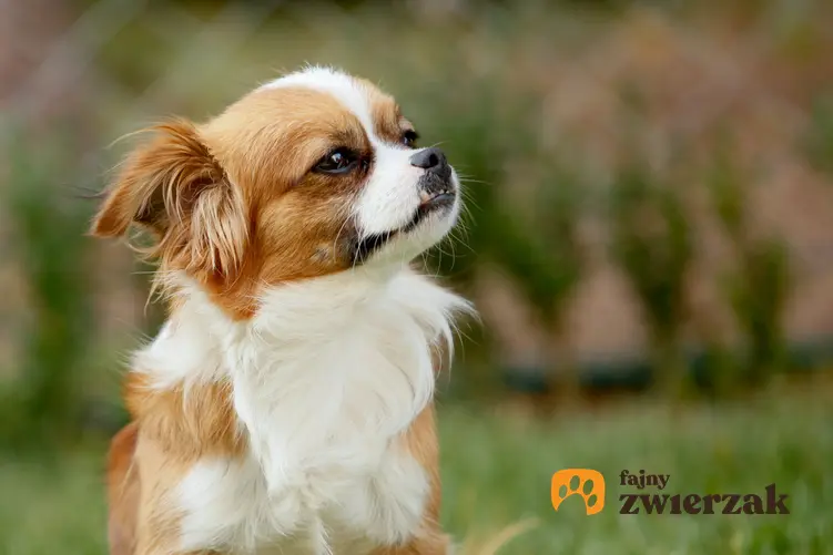 Pies rasy pekińczyk siedzący na trawie, a także charakter, usposobienie, cena pekińczyka i hodowla