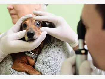 Ilustracja artykułu najczęstsze choroby oczu u psa – przyczyny, objawy, rozpoznawanie, leczenie