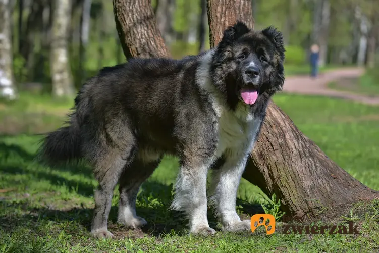 Pies rasy owczarek syberyjski lub kaukaski w parku podczas spaceru, a także charakter i cena