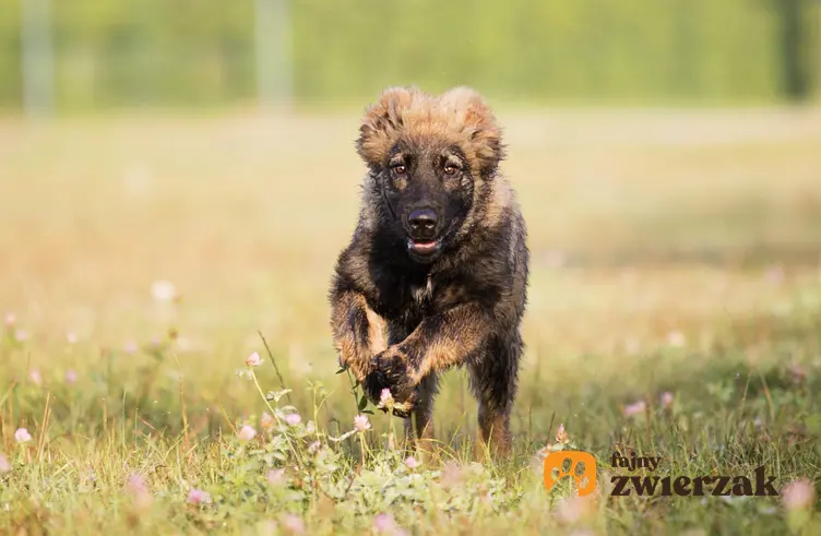 Pies rasy owczarek syberyjski lub kaukaski biegnący po trawniku oraz jego charakter i hodowla