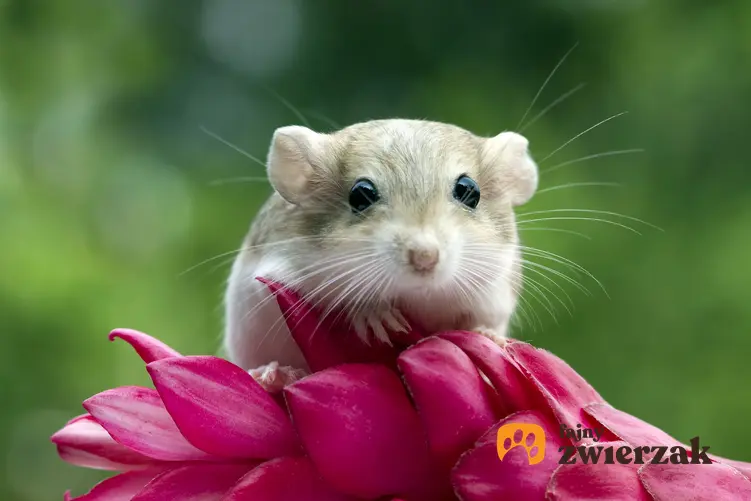 Myszoskoczek domowy z kwiatem na tle zieleni, a także jego wychowanie i cena myszoskoczka