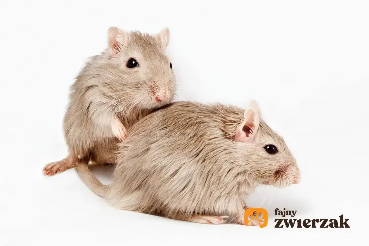Myszoskoczki na białym tle oraz ile żyje myszoskoczek i długość życia myszoskoczka