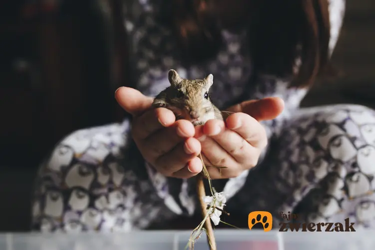 Myszoskoczek w dłoniach właścicielki oraz ile żyje myszoskoczek i długość życia myszoskoczka