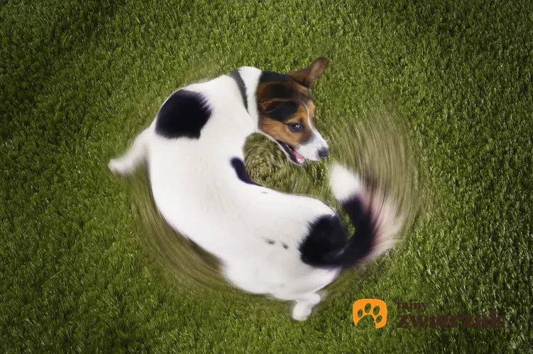 Pies ganiający i gryzący swój ogon na trawie, a także powody, dlaczego pies gryzie ogon