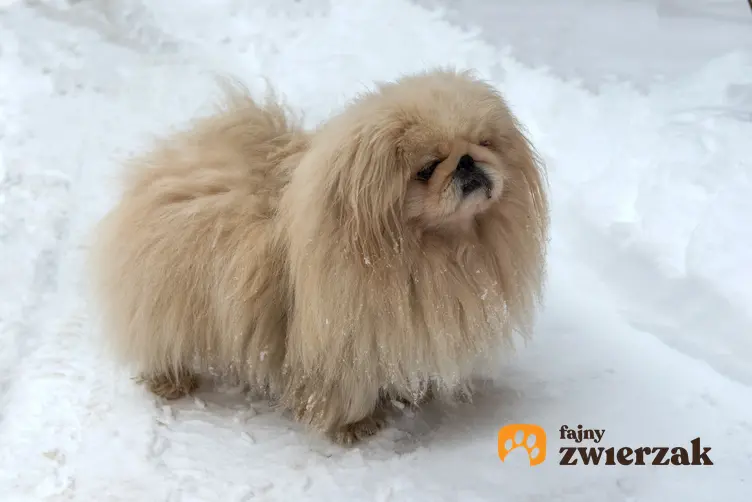 Pies rasy pekińczyk królewski na białym tle, a także informacje, charakter i opis rasy