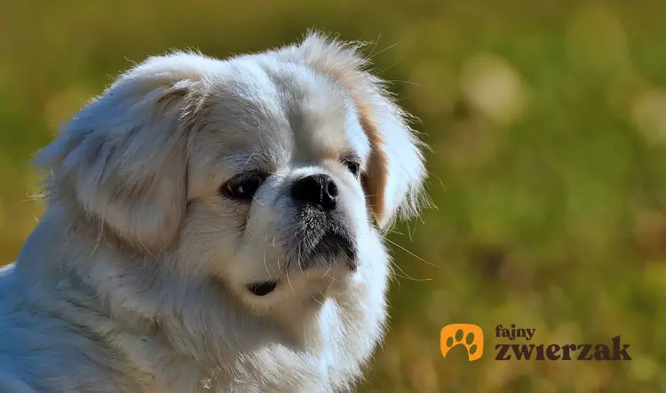 Pies rasy pekińczyk królewski na tle zieleni, a także charakter, usposobienie, cena i hodowla