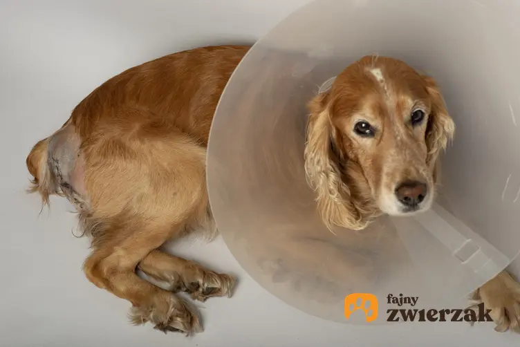 Pies w kołnierzu po operacji, a także przepuklina pępkowa u psa, objawy i leczenie