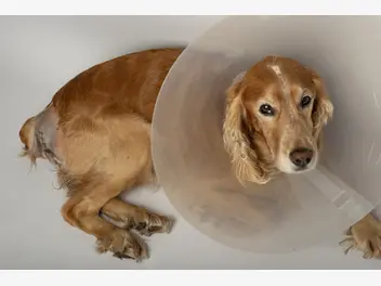 Ilustracja artykułu przepuklina pępkowa u psa – objawy, leczenie, powikłania, rokowania