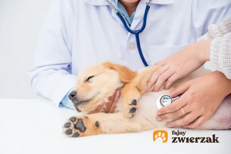 Pies u weterynarza na stole, a także przepuklina u szczeniaka, objawy i leczenie