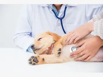 Ilustracja artykułu przepuklina u szczeniaka – przyczyny, objawy, leczenie, powikłania