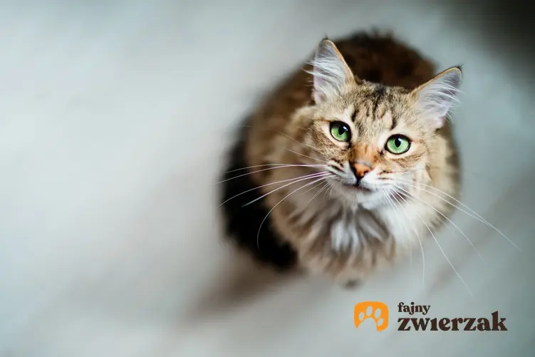 Kot siedzący na podłodze w domu, a także informacje ile żyją koty i jaka jest średnia długość życia