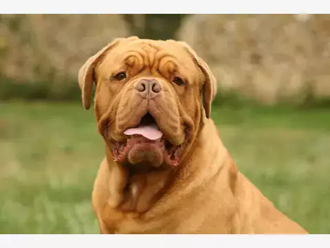 Dogue de Bordeaux: charakterystyka i porady