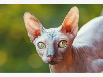 Ilustracja artykułu jaka jest cena kota sfinksa? zobacz, ile kosztuje niezwykły kot bezwłosy