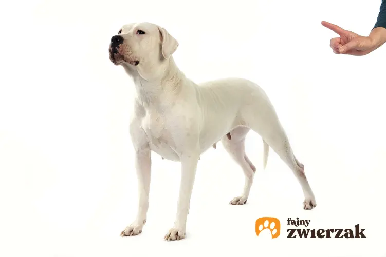 Pies rasy owczarek argentyński na białym tle oraz jego charakter i hodowla