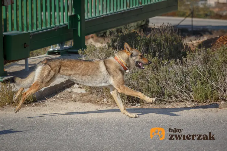 Pies rasy owczarek czechosłowacki podczas spaceru, a także polska hodowla wilczaka czechosłowackiego