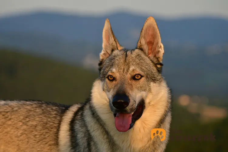 Pies rasy owczarek czechosłowacki na łonie natury, a także hodowla wilczaka czechosłowackiego w Polsce