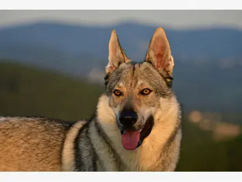 Ilustracja artykułu najlepsze hodowle wilczaka czechosłowackiego? wyjaśniamy