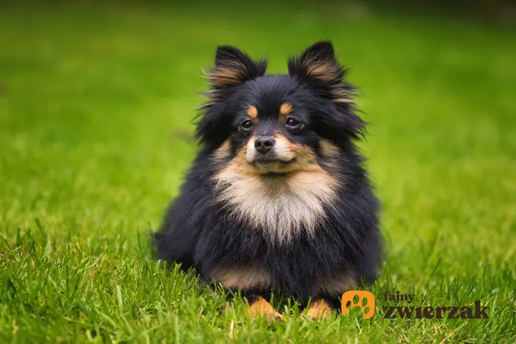 Pies rasy pomeranian siedzący na trawniku oraz jego charakter i hodowla