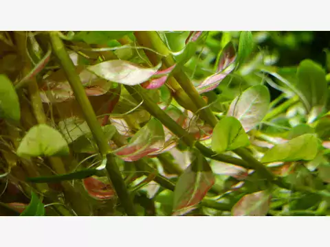 Rotala rotundifolia: wymagania i porady