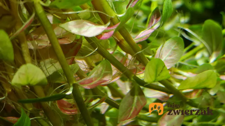 Roślina akwariowa rotala rotundifolia w akwarium, a także jej wymagania i uprawa