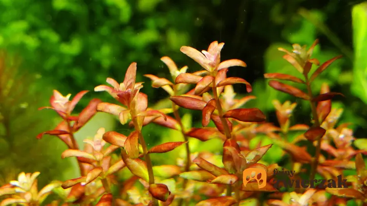 Roślinka akwariowa rotala rotundifolia okrągłolistna oraz jej uprawa i wymagania w akwarium