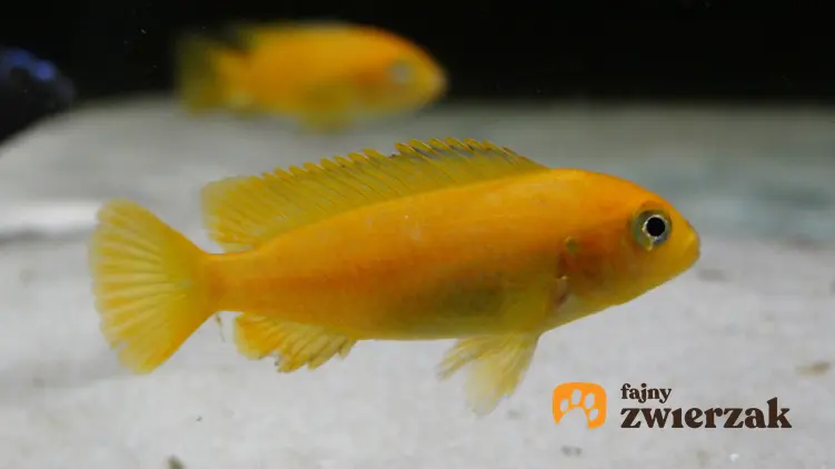 Młoda rybka akwariowa pyszczak saulosi w akwarium, a także jej wymagania i hodowla