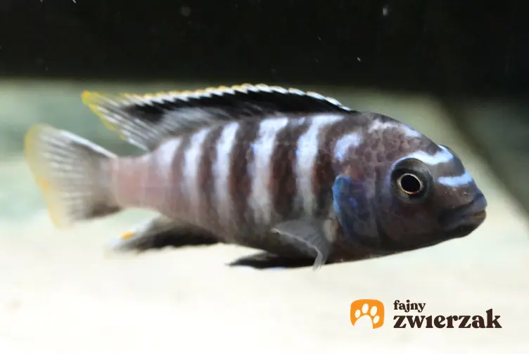 Wybarwiona rybka pyszczak saulosi w akwarium, a także jej hodowla, wymagania i cena