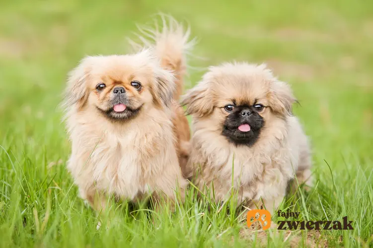 Dwa psy rasy pekińczyk biegające po trawniku, a także informacje, ile żyją pekińczyki