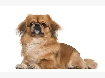 Ilustracja artykułu ile żyją pekińczyki? zobacz, jaka jest długość życia psa świątynnego