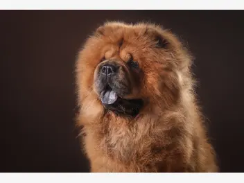Ilustracja artykułu "chau chau" - jaka rasa psa kryje się pod tą nazwą? wyjaśniamy